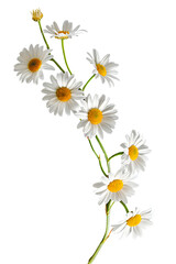 Daisy flower branch on white