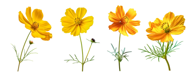 Fotobehang Isolated yellow flower cosmos bloom on white  © D85studio