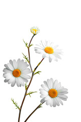 Daisies flower isolated on white background