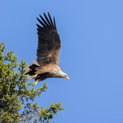 white-tailed eagle
