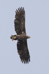 white-tailed eagle