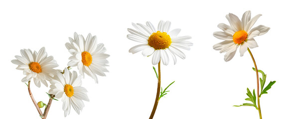 Set of daisies isolated on white background