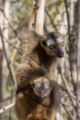 red fronted lemur with baby on tree in kirindy dry forest, Madagascar