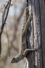 collared iguana on a tree in Kirindy dry forest, Madagascar