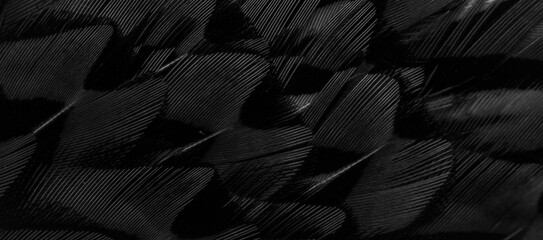 black feathers with an interesting pattern. background - obrazy, fototapety, plakaty