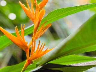 Strelitzia © bildschoenes
