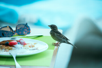 A half-eaten plate of dessert, beach glasses and a sparrow bird looking into the plate on the...