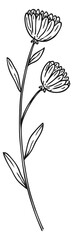 Calendula flower botanical illustration. Medical blooming herb