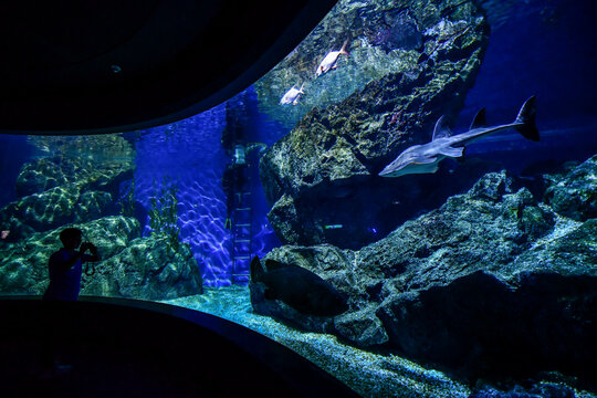Thailand, Bangkok - August 30, 2018: Sea Life Bangkok Ocean World Aquarium in the shopping center of Siam Paragon