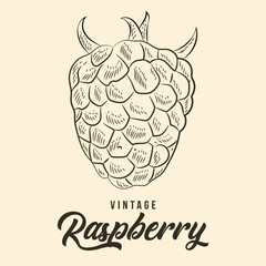 Vintage Hand Drawing raspberry Fruit Sketch Vector Stock Illustration