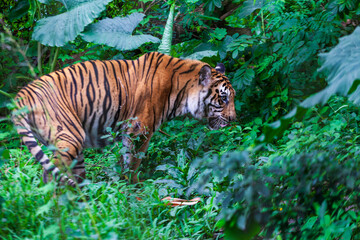 Sumatran Tiger in the forest, Panthera tigris altaica