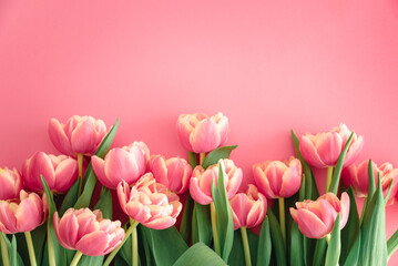 Fototapeta premium Bouquet of pink tulips on pink background. Anniversary celebration concept. Copy space. Top view