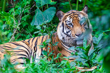 Sumatran Tiger in the forest, Panthera tigris altaica