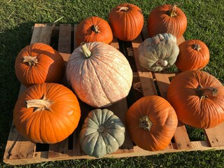 multi-colored pumpkins on pallet