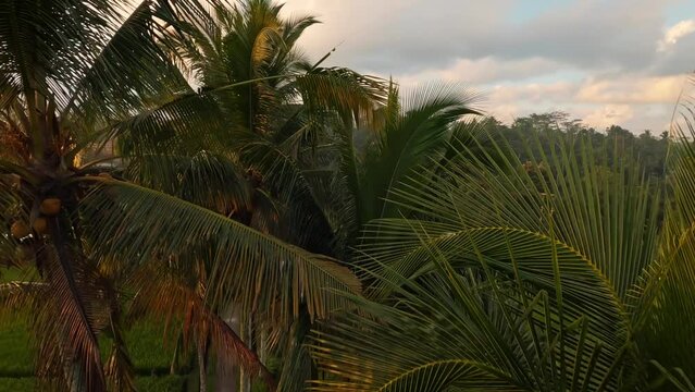 Fpv drone flight around palm trees during beautiful sunset at Banjar rice terraces near Ubud Village at Bali island, Indonesia.