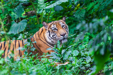 Sumatran Tiger in the forest, Panthera tigris altaica