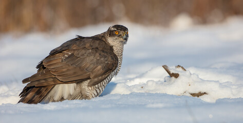 Northern Goshawk - adult bird at a wet forest in winter