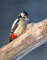 Great Spotted Woodpecker - female - in the wet forest in winter