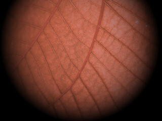 Vivid Macro View of red Leaf Texture in Nature's Botanical Garden, showcasing intricate patterns...