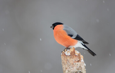Eurasian Bullfinch - male at a wet forest in winter