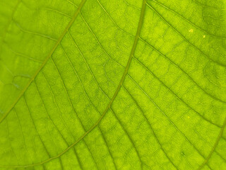 Vivid Macro View of Fresh Green Leaf Texture in Nature's Botanical Garden, showcasing intricate patterns and details