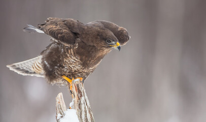 Common Buzzard in winter at a wet forest