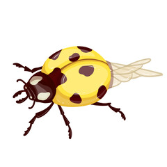 Colorful winged insect yellow ladybug.Vector graphics.