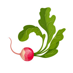 Ripe pink radish root vegetable. Vector graphics.