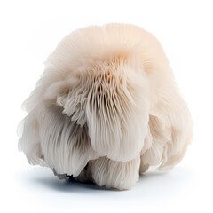 white mushroom isolated on white background , lions mane