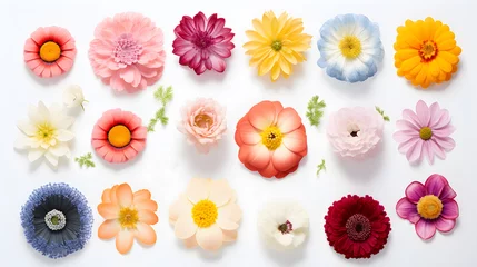 Foto op Plexiglas Set of different beautiful flowers on white background, top view © NOOPIAN