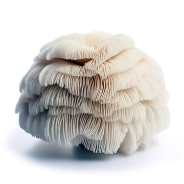 white mushroom lions mane isolated on white 