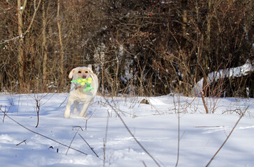 yellow labrador retriever in winter close up - 716875674