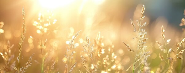 Meadow graced with grass nature meets summer sun sunlight casting glow on every plant yellow hues in field at sunset landscape backdrop to autumn charm sunny days