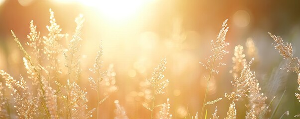 Meadow graced with grass nature meets summer sun sunlight casting glow on every plant yellow hues in field at sunset landscape backdrop to autumn charm sunny days
