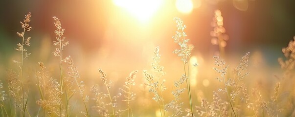Meadow graced with grass nature meets summer sun sunlight casting glow on every plant yellow hues in field at sunset landscape backdrop to autumn charm sunny days