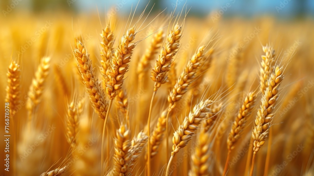 Aufkleber a close up of a wheat field with a blue sky in the background and a blurry image of a field of wheat