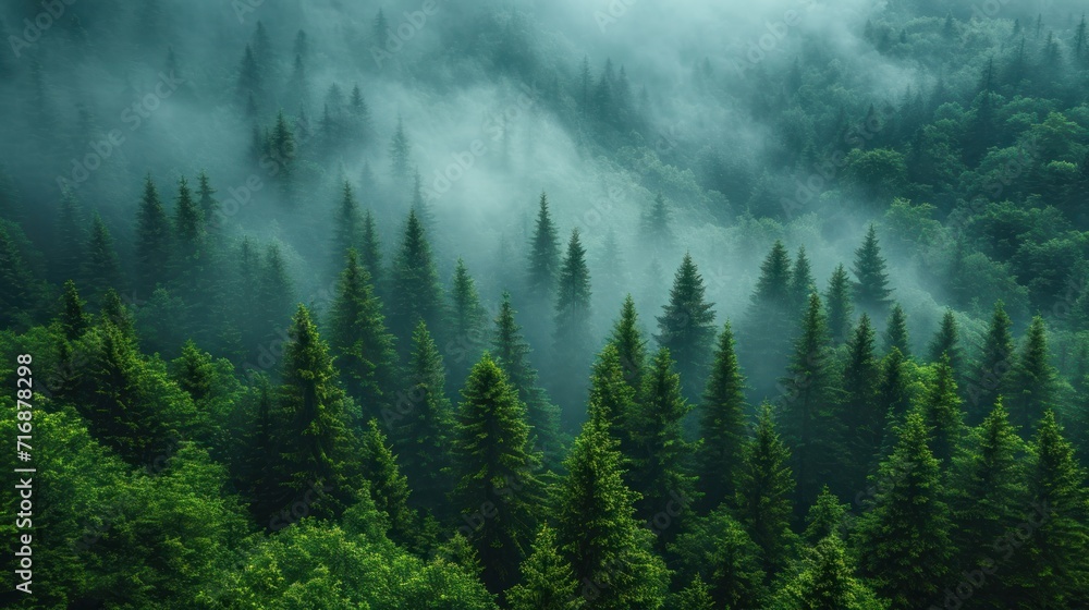 Poster a forest filled with lots of green trees covered in a layer of fog in the middle of a forest filled 