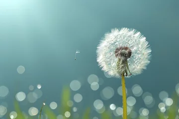 Fotobehang airy dandelion flower on a blue background with empty space for text. Spring flower allergy season © Olga