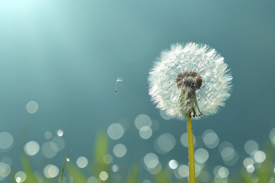 airy dandelion flower on a blue background with empty space for text. Spring flower allergy season