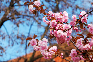 close up of pink flowers on a sakura tree against the blue sky. flowers background. poster,...