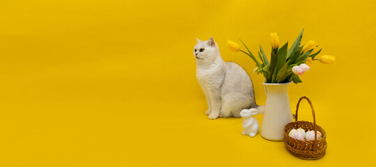 Close-up portrait of a white Scottish Straight cat with a bouquet of tulips, banner.