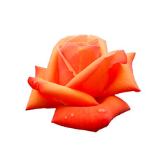 on a white background a bud of an orange rose with drops of water. side view. congratulations . holiday