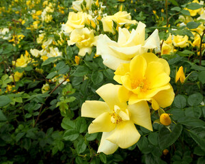 many large bright yellow rose buds with green leaves grow in a rose garden on a summer day. side view. postcard. calendar . nature