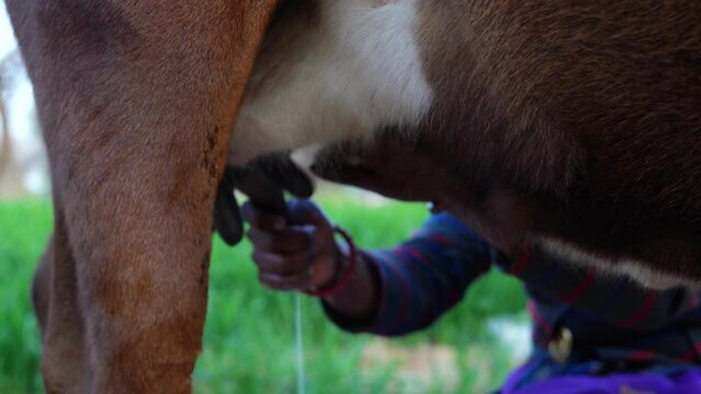 Indian culture and life events. Amazing milk cows. Cows, milk concepts, Close up footage of a farmer milking a cow by hand