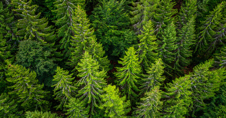 Black forest aerial treetop panorama from a suspension bridge in Bad Wildbad Germany on a summer evening. European silver fir trees (Abies alba). Wide angle perspective from above with plunging lines.