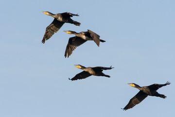 Kormorane im Flug in der Abendsonne	