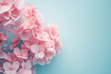 Pink Hortensia's on a blue background.