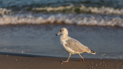 Möwe geht am Strand 
