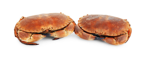 Two delicious boiled crabs isolated on white