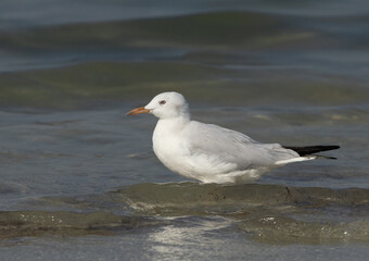Closeup of a Slender-billed gull at Busaiteen coast of Bahrai